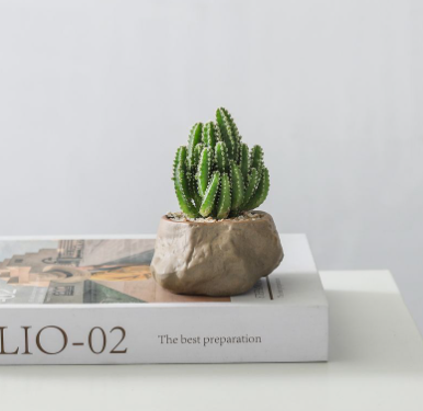 Succulent mini potted plant
